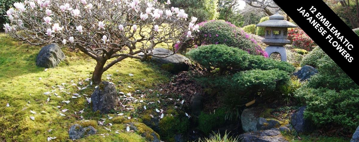 12 Japanese Flowers and Meaning | Japan-Clothing – JAPAN CLOTHING