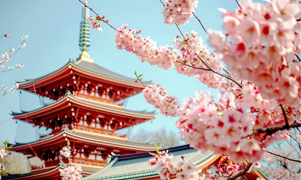Cherry Blossoms: The Complete Guide to Japan's Sakura, Hanami, and Sakura Season