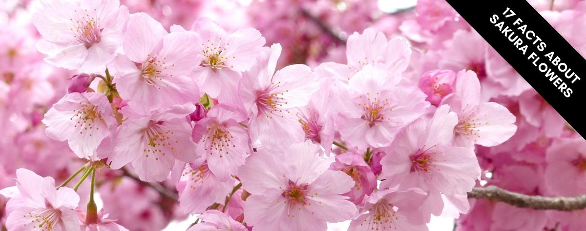 17 facts about sakura flowers